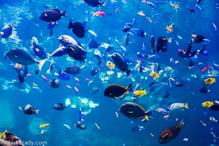 Exclusive Access-Academy of Sciences